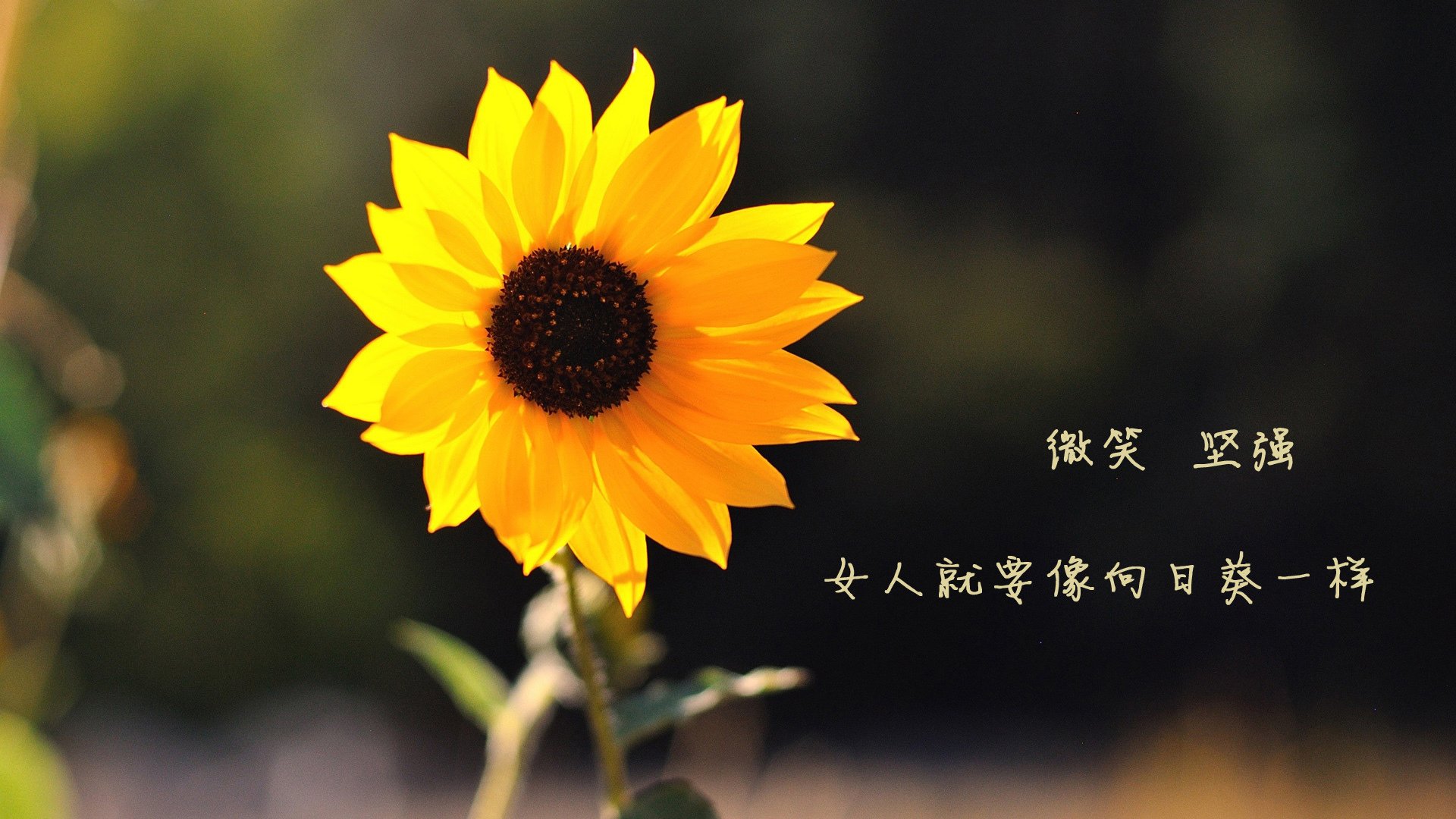 《我的世界》建筑大赛与《Roblox》开发者挑战赛的创意游戏赛事,我的世界建筑大师比赛