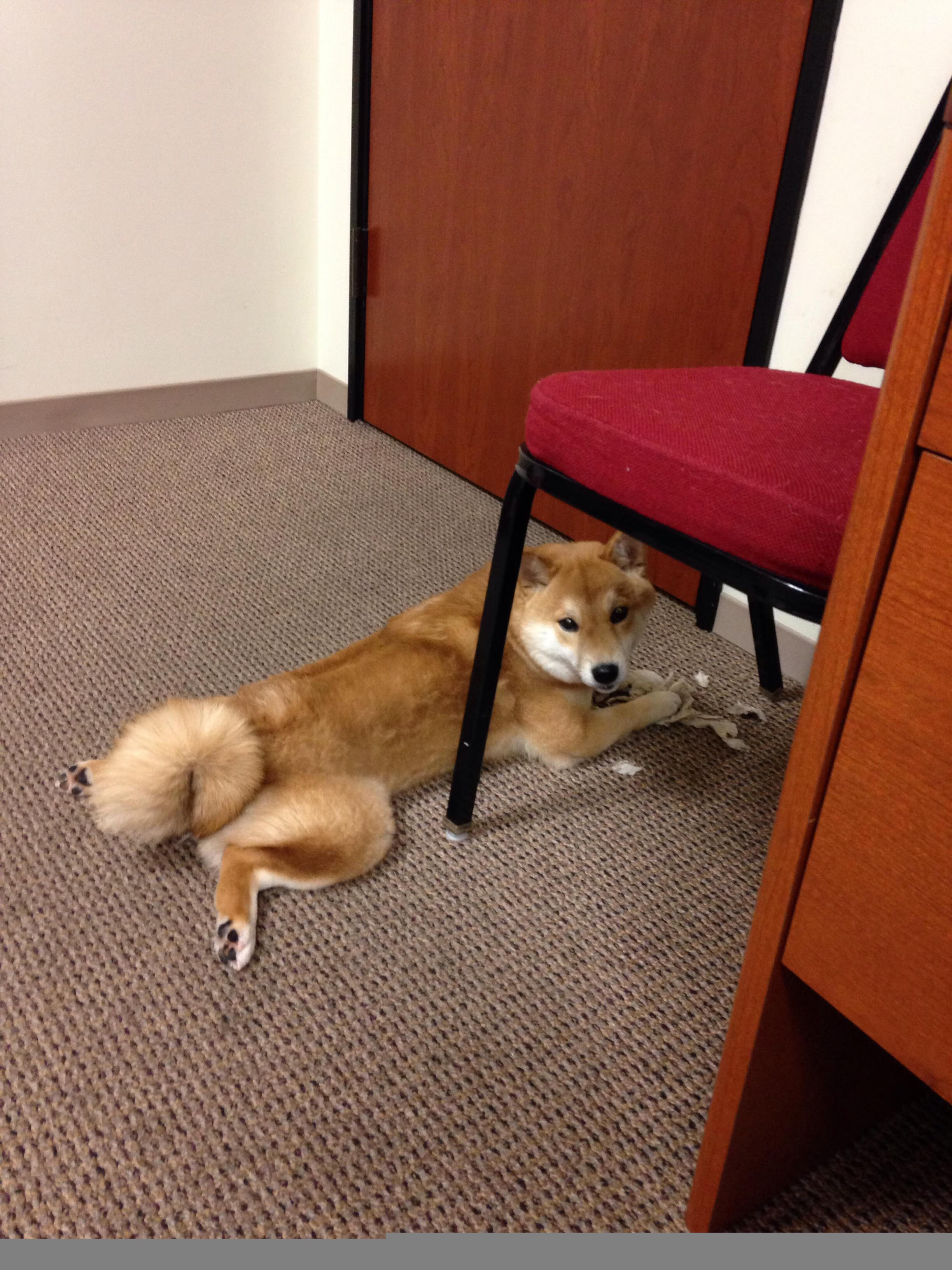 全国高校篮球排行榜权威发布,激励青年学子运动热情,全国高校篮球排名