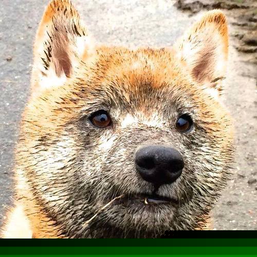 山东泰山主场气氛火爆,球迷热情高涨,山东泰山球队官宣视频